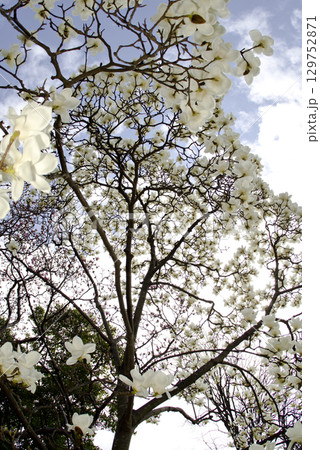 青空の下にハクモクレンの白い花が咲いています。学名はMagnolia denudataです。 129752871