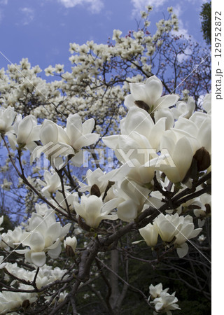 青空の下にハクモクレンの白い花が咲いています。学名はMagnolia denudataです。 129752872