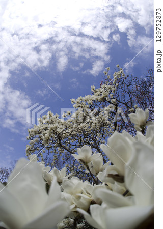 青空の下にハクモクレンの白い花が咲いています。学名はMagnolia denudataです。 129752873