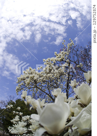 青空の下にハクモクレンの白い花が咲いています。学名はMagnolia denudataです。 129752874