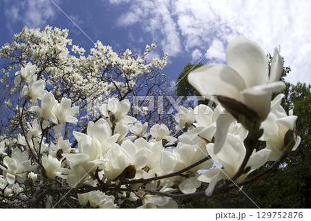 青空の下にハクモクレンの白い花が咲いています。学名はMagnolia denudataです。 青空の下にハクモクレンの白い花が咲いています。学名はMagnolia denudataです。 129752876