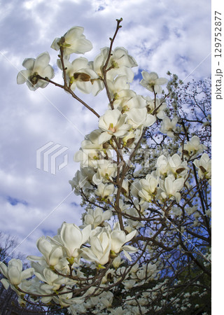 青空の下にハクモクレンの白い花が咲いています。学名はMagnolia denudataです。 129752877