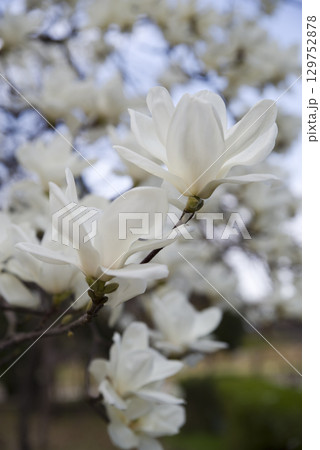 青空の下にハクモクレンの白い花が咲いています。学名はMagnolia denudataです。 129752878