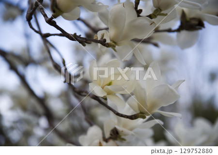 青空の下にハクモクレンの白い花が咲いています。学名はMagnolia denudataです。 129752880