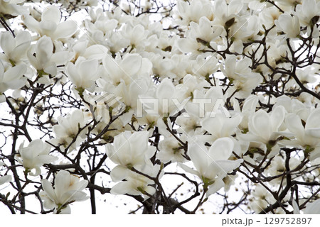 ハクモクレンの白い花が咲いています。学名はMagnolia denudataです。 ハクモクレンの白い花が咲いています。学名はMagnolia denudataです。 129752897
