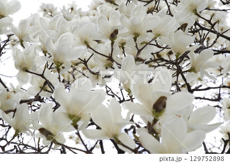 ハクモクレンの白い花が咲いています。学名はMagnolia denudataです。 129752898