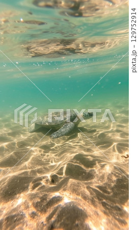 Sea turtle swimming in crystal-clear shallow waters 129752914