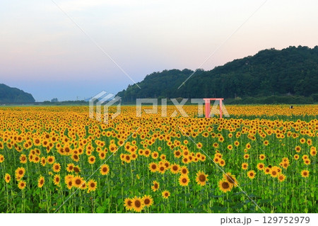 益子町　ひまわり祭り／栃木県 129752979