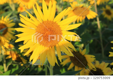 朝日を浴びるヒマワリ／栃木県益子町 129753009