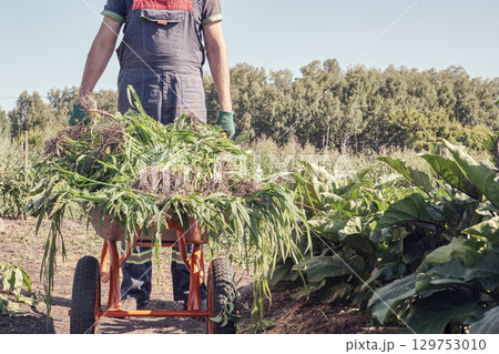 Male farmer in overalls with wheelbarrow in agricultural field 129753010