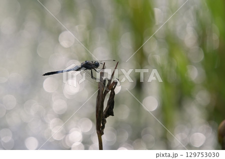 枝にとまるシオカラトンボ 枝にとまるシオカラトンボ 129753030