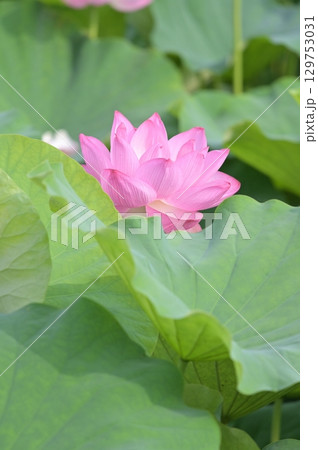 葉の間から顔を出した蓮の花 葉の間から顔を出した蓮の花 129753031