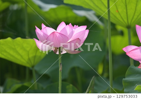 蓮の花のある風景 129753033