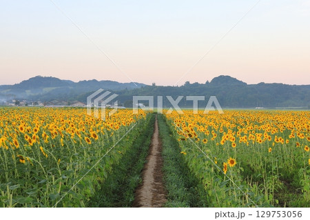 益子町　ひまわり祭り／栃木県 129753056