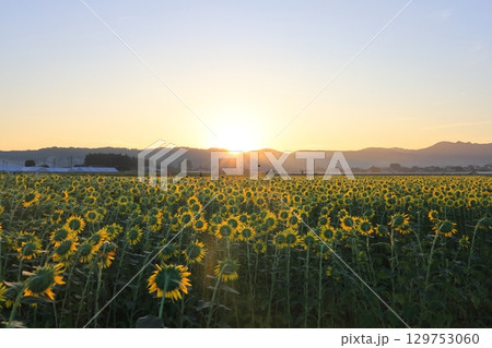 朝日を浴びるヒマワリ／栃木県益子町 129753060