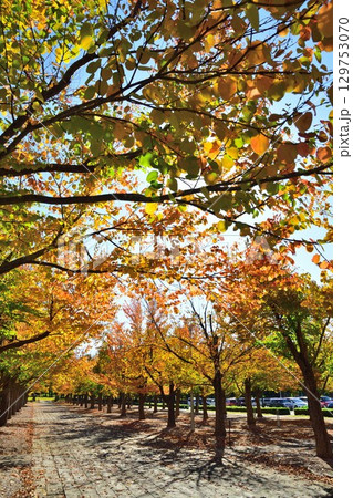 カツラ並木の紅葉(新潟県) カツラ並木の紅葉(新潟県) 129753070