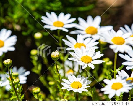 春の花壇　かわいいヒナギクの白い花 129753148