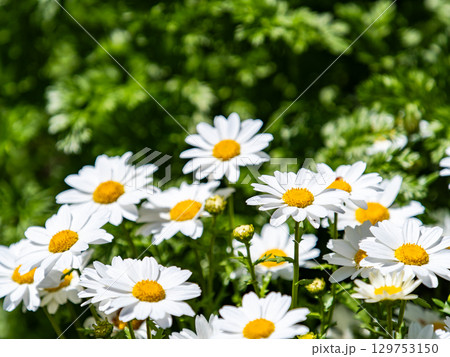 春の花壇 かわいいヒナギクの白い花 春の花壇 かわいいヒナギクの白い花 129753150