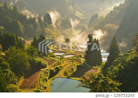 朝の山古志一本杉の棚田棚池（新潟県） 129753203