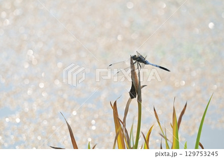 草に止まるシオカラトンボ 草に止まるシオカラトンボ 129753245