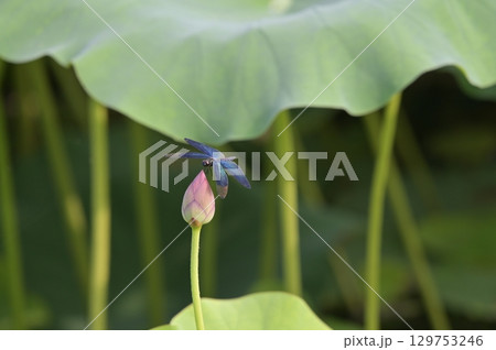 光を浴びて輝くチョウトンボ 129753246