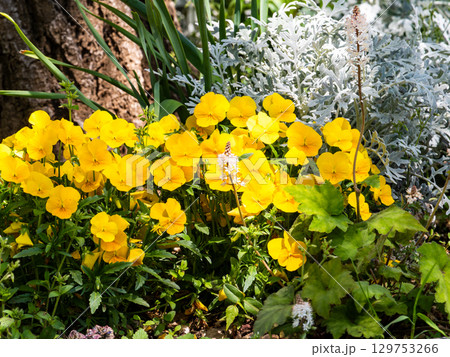 カラフルで楽しい花があふれる春の花壇 カラフルで楽しい花があふれる春の花壇 129753266