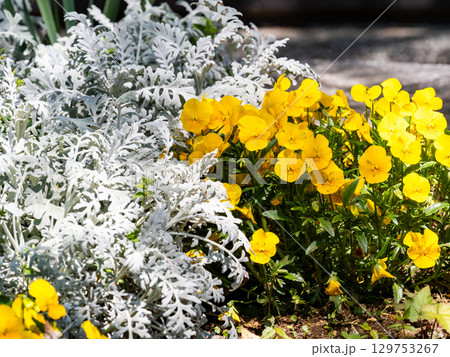 カラフルで楽しい花があふれる春の花壇 129753267