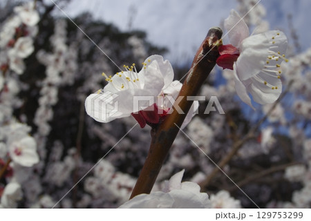 アンズ（杏子）の花が満開です。学名は学名: Prunus armeniacaです。 129753299