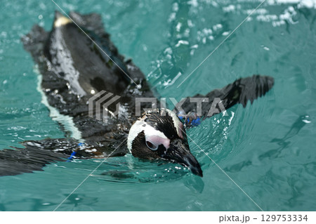水面から顔を出すケープペンギン 129753334
