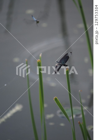 水辺に止まるチョウトンボ 129753384