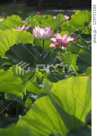 蓮の花、清浄なる花 129753389