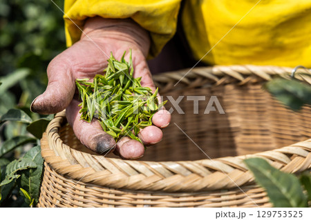 Close-up of worker displaying the freshly harvested young and tender longjing tea leave buds 129753525