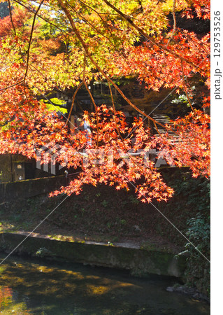 京都　三尾　高雄の美しい紅葉　(京都府京都市右京区） 129753526