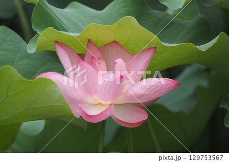 蓮の花のある風景 129753567