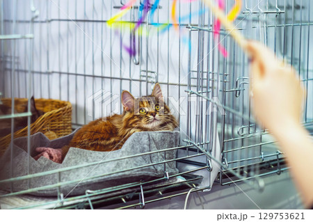 Cat in the cage plays with toy. Cat in metal shelter cage watching bright toy with alert expression while waiting for attention. Concept of cat care, pet shelter life, volunteer interaction Cat in the cage plays with toy. Cat in metal shelter cage watching bright toy with alert expression while waiting for attention. Concept of cat care, pet shelter life, volunteer interaction 129753621