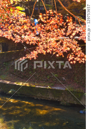 京都　三尾　高雄の美しい紅葉　(京都府京都市右京区） 129753657