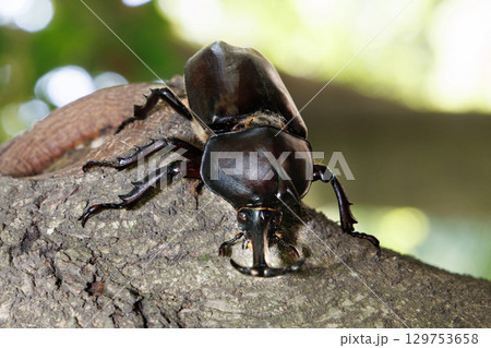 木に登るカブトムシ 木に登るカブトムシ 129753658