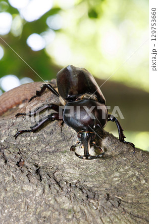 木に登るカブトムシ 129753660