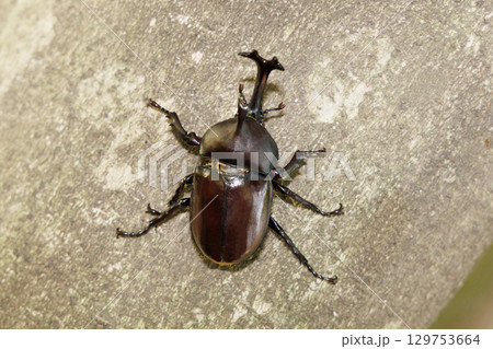 木に登るカブトムシ 129753664