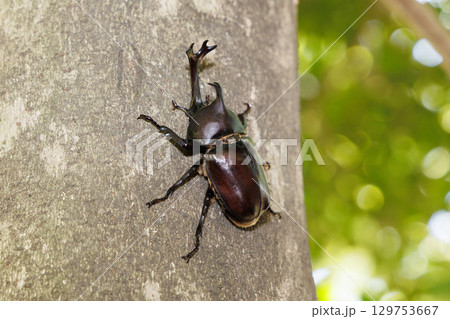 木に登るカブトムシ 129753667