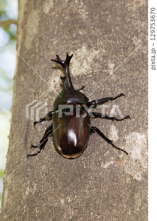 木に登るカブトムシ 129753670