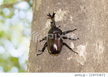 木に登るカブトムシ 129753671