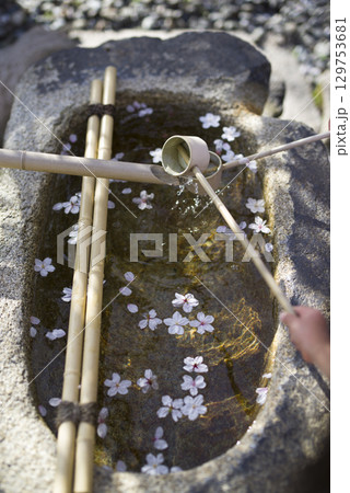 桜の花びらが神社の手水舎の水の上に浮かんでいます。 桜の花びらが神社の手水舎の水の上に浮かんでいます。 129753681