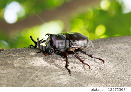 木に登るカブトムシ 129753684