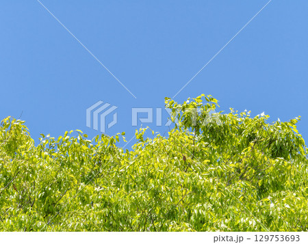 爽やかな新緑と青空 129753693
