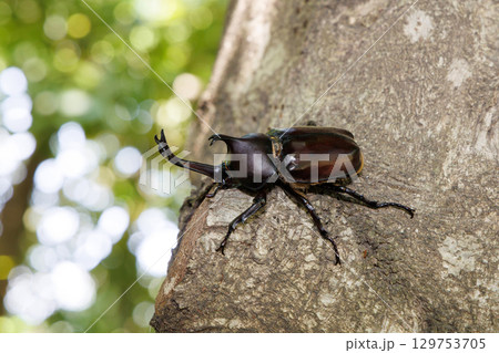 木に登るカブトムシ 129753705