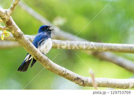 新緑のなかでさえずるオオルリ 129753709
