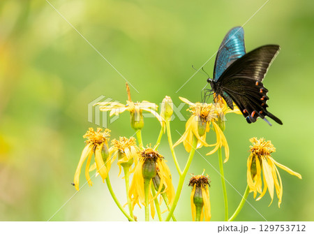 花のミツを吸うミヤマカラスアゲハ 129753712