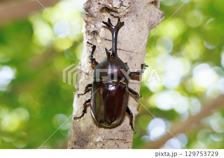 木に登るカブトムシ 木に登るカブトムシ 129753729