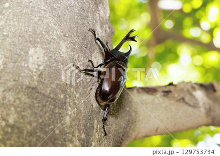木に登るカブトムシ 129753734